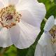 Abutilon vitifolium � fleur blanche