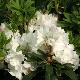 Rhododendron Mrs A.T. de la Mare