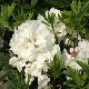 Rhododendron Mrs A.T. de la Mare