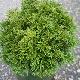 Chamaecyparis green globe