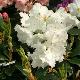 Rhododendron Loder's White
