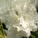 Rhododendron Loder's White