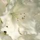 Rhododendron Loder's White