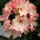 Rhododendron Lem's Cameo