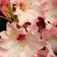 Rhododendron Lem's Cameo