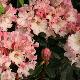Rhododendron Lem's Cameo