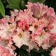 Rhododendron Lem's Cameo