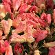 Rhododendron Jingle Bells