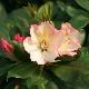 Rhododendron hybride Horizon Monarch