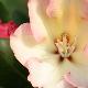 Rhododendron hybride Horizon Monarch