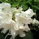 Rhododendron  Loderi Helen