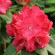 Rhododendron Halfdan Lem