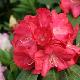 Rhododendron Halfdan Lem