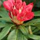 Rhododendron Halfdan Lem