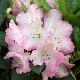 Rhododendron 'Hachmann's Saskia'