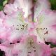 Rhododendron 'Hachmann's Saskia'