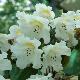 Rhododendron Fragrantissimum