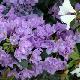 Rhododendron Flore Pleno