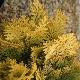 Chamaecyparis Minima Aurea