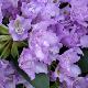 Rhododendron Flore Pleno