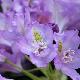Rhododendron Flore Pleno