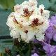 Rhododendron Extraordinaire