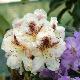 Rhododendron Extraordinaire
