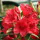 Rhododendron Cavalier