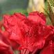 Rhododendron Cavalier