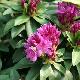 Rhododendron hybride Anna Krusche