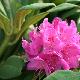 Rhododendron hybride Anna Krusche
