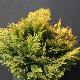 Chamaecyparis Minima Aurea