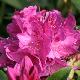 Rhododendron hybride Anna Krusche