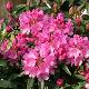Rhododendron Graziella