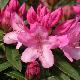 Rhododendron Graziella