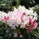 Rhododendron Halopeanum