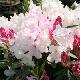 Rhododendron Halopeanum