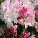 Rhododendron Halopeanum