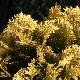 Chamaecyparis Minima Aurea