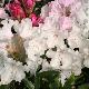Rhododendron Halopeanum