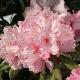Rhododendron Hydon Dawn
