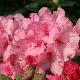 Rhododendron Hydon Dawn
