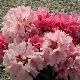 Rhododendron Hydon Dawn