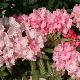 Rhododendron Hydon Dawn