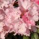 Rhododendron Hydon Dawn