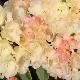 Rhododendron yakushimanum Golden Torch