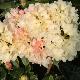Rhododendron yakushimanum Golden Torch