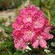 Rhododendron Souvenir de J. Broughton