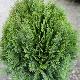 Chamaecyparis Minima Glauca