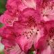 Rhododendron Souvenir de J. Broughton